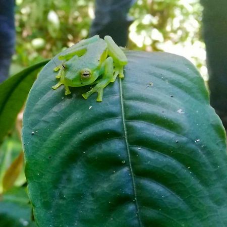Cabanas Las Orquideas Zapotal  Kültér fotó