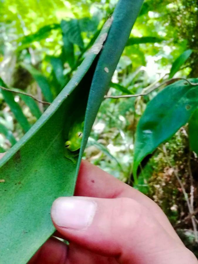 Cabanas Las Orquideas Zapotal  Kültér fotó