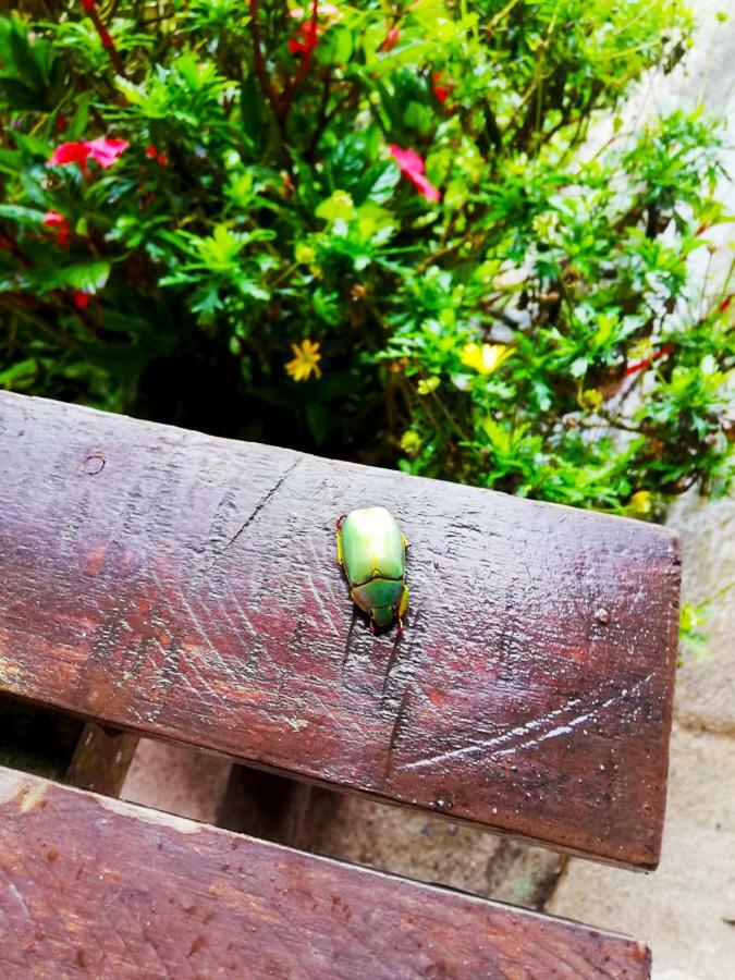 Cabanas Las Orquideas Zapotal  Kültér fotó