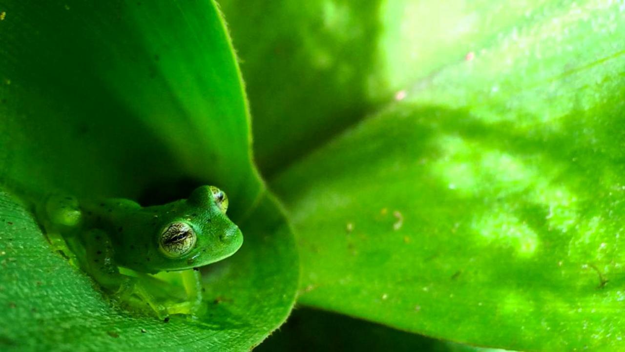 Cabanas Las Orquideas Zapotal  Kültér fotó