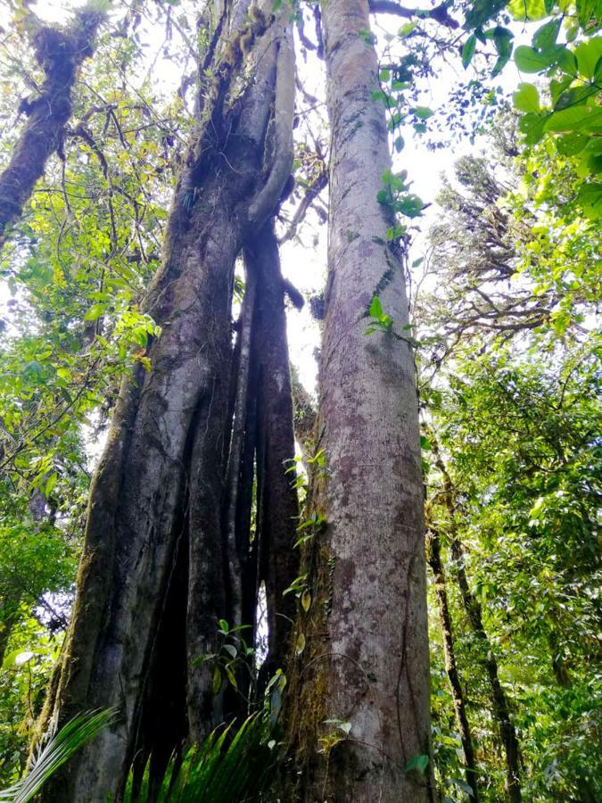 Cabanas Las Orquideas Zapotal  Kültér fotó