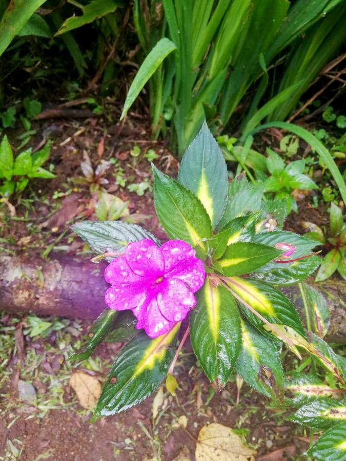 Cabanas Las Orquideas Zapotal  Kültér fotó