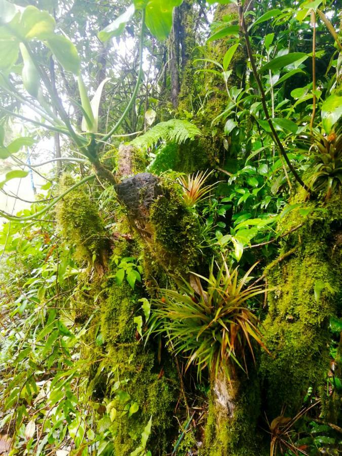 Cabanas Las Orquideas Zapotal  Kültér fotó