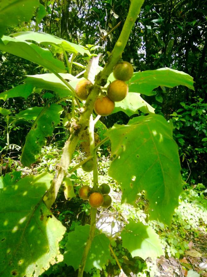 Cabanas Las Orquideas Zapotal  Kültér fotó